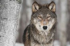 Immagine profilo di steppen-wolf
